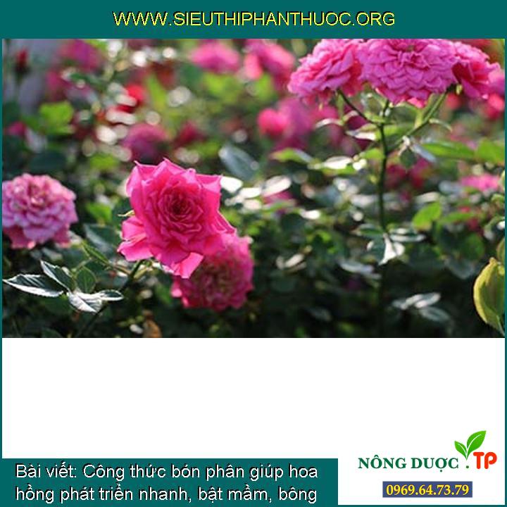 Cách thức bón phân giúp hoa hồng phát triển nhanh, bật mầm, bông lớn