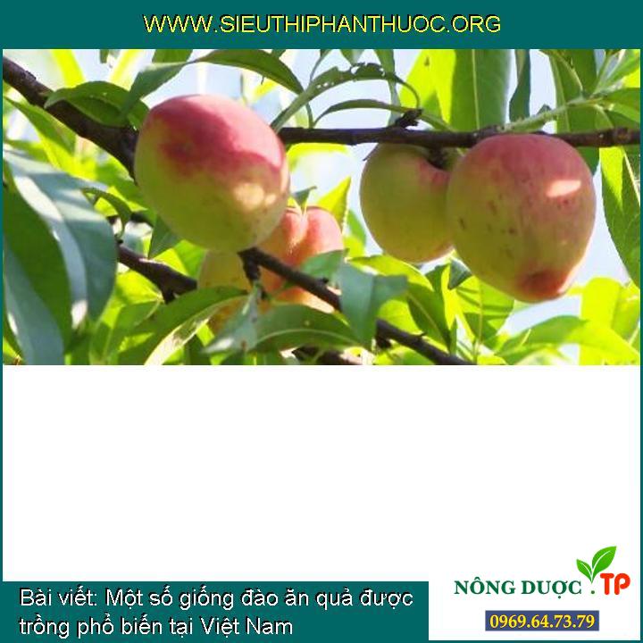 Một số loại giống đào ăn trái được canh tác phổ biến tại Việt Nam