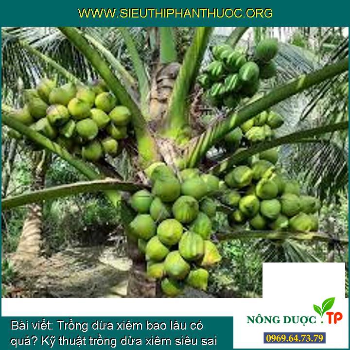 Trồng dừa xiêm bao nhiêu lâu có trái? Cách trồng dừa xiêm siêu sai trĩu quả