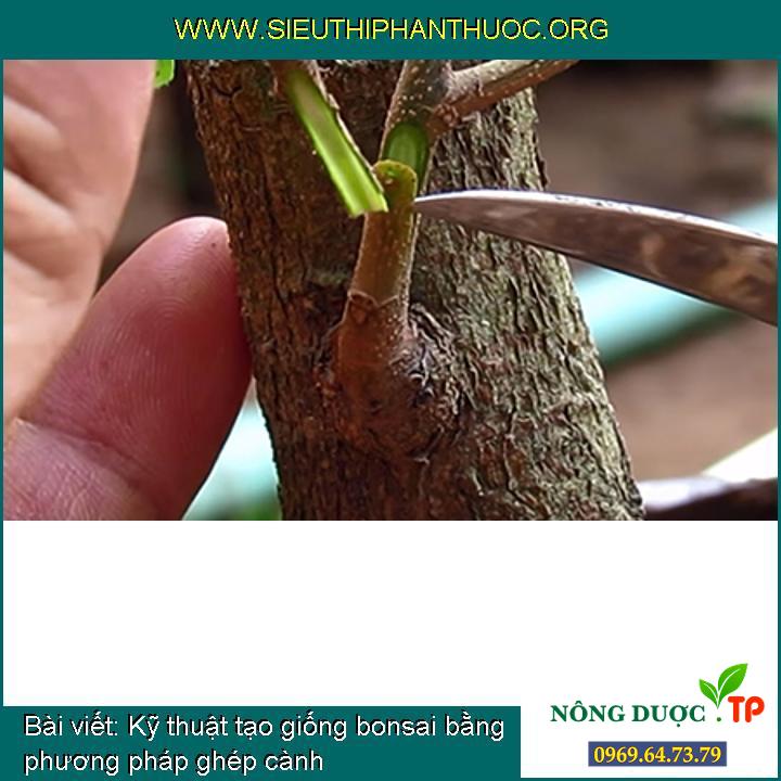 Cách tạo giống bonsai bằng cách ghép cành