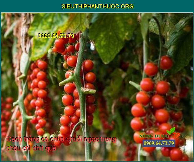 Cách trồng cà chua chuỗi ngọc trong chậu chi chít quả