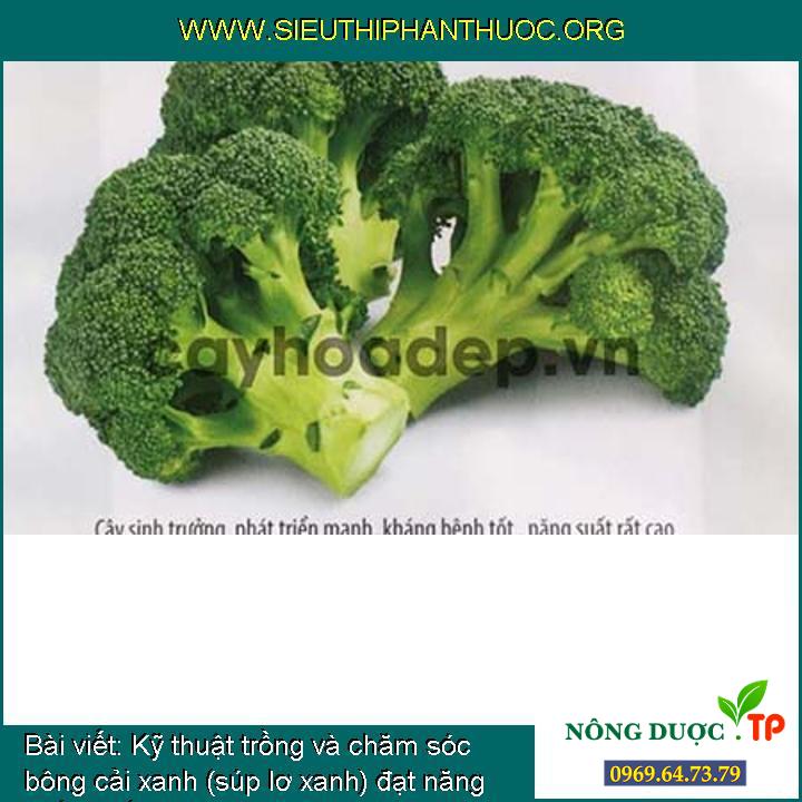 [Ad.] Cách trồng và chăm bón bông cải xanh (súp lơ xanh) đạt được năng suất, chất lượng cao