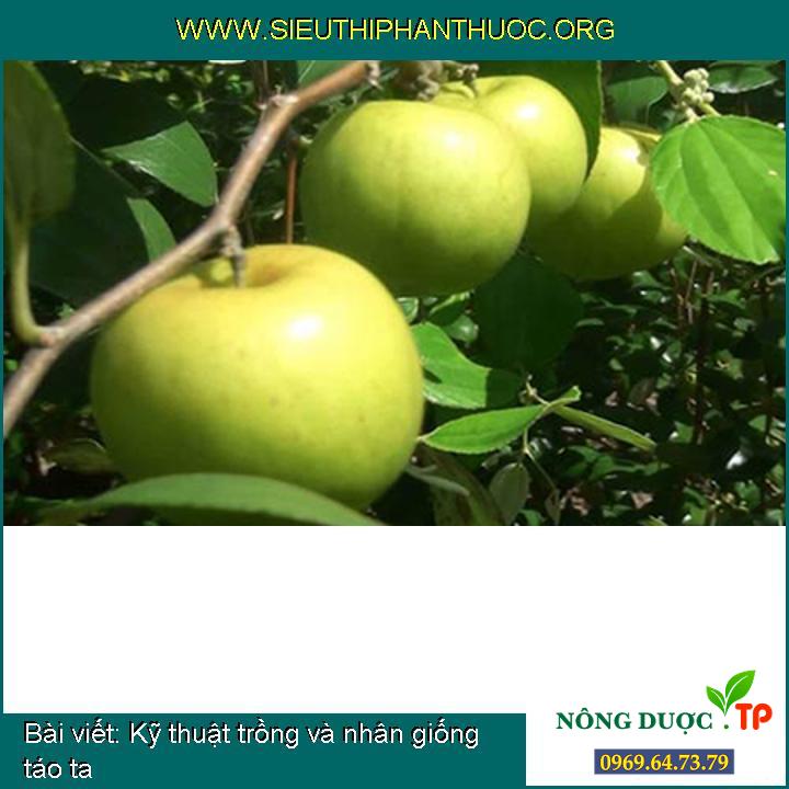Cách trồng và nhân giống táo ta