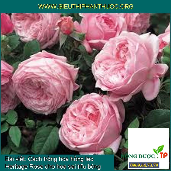 Kỹ thuật trồng hoa hồng leo Heritage Rose cho hoa sai trĩu bông
