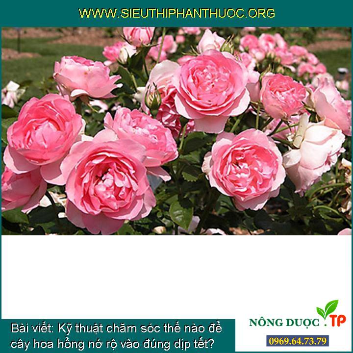 Cách chăm sóc thế nào để cây hoa hồng nở rộ vào đúng đợt tết?