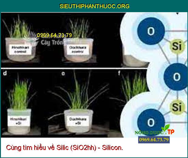 Cùng tìm hiểu về Silic (SiO2hh) – Silicon