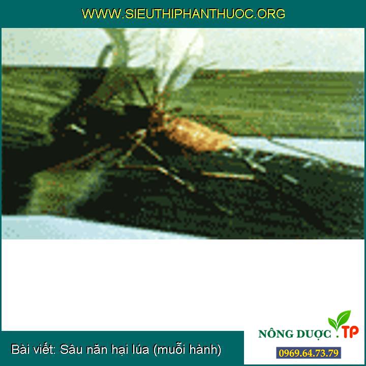 Những điều cần biết về Sâu năn hại lúa (muỗi hành)
