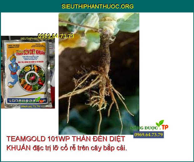TEAMGOLD 101WP THẦN ĐÈN DIỆT KHUẨN đặc trị lỡ cổ rễ trên cây bắp cải.