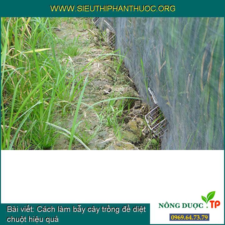 Kỹ thuật làm bẫy cây trồng để diệt trừ chuột hiệu quả