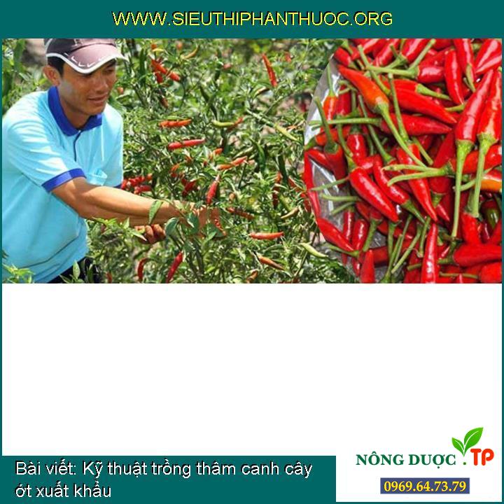 Cách trồng thâm canh cây ớt xuất khẩu