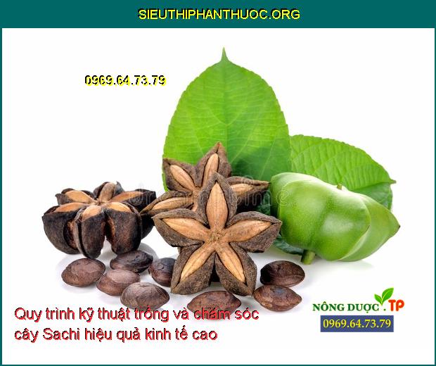 Quy trình kỹ thuật trồng và chăm sóc cây Sachi hiệu quả kinh tế cao
