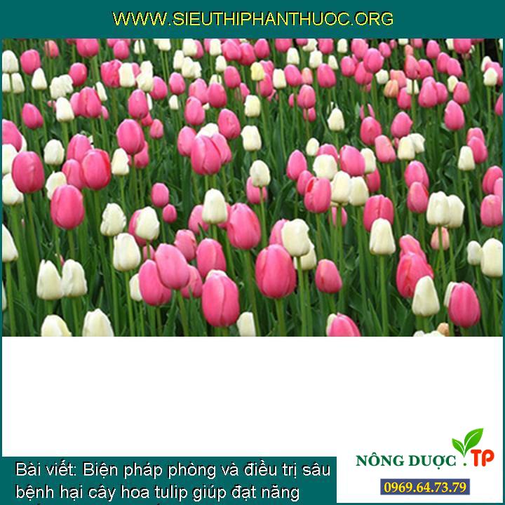 Những điều cần biết về Cây hoa tulip