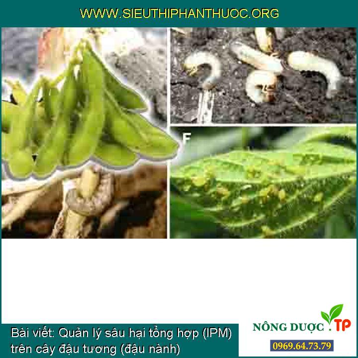 Quản lý sâu bệnh tổng hợp (IPM) trên cây đậu nành (đậu tương )