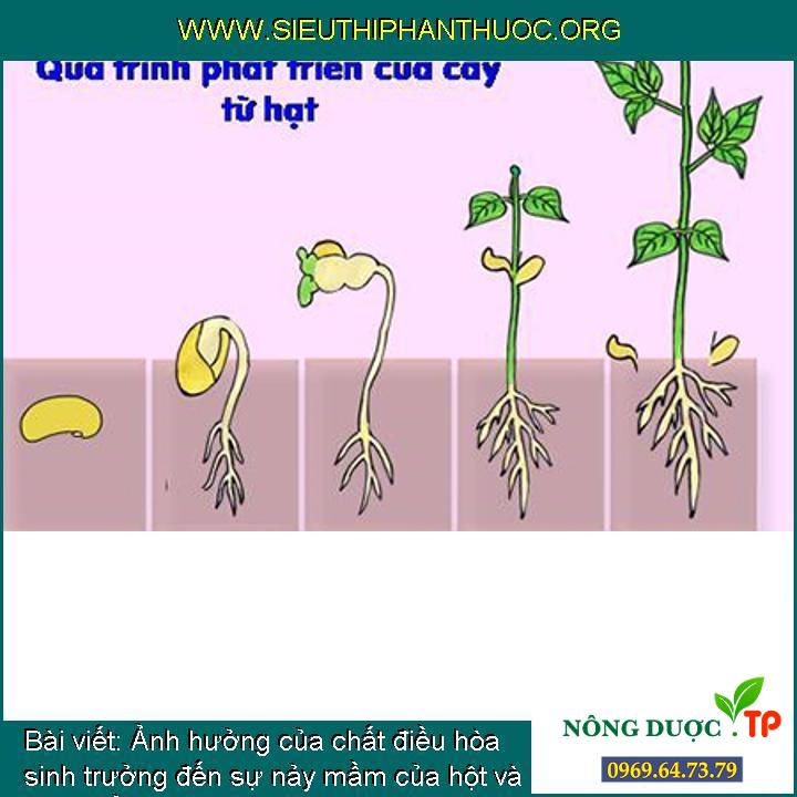 Tác động của chất điều hòa sinh trưởng đến sự nảy mầm của hột và phát triển của cây giống