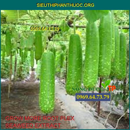 GROW MORE ROOT PLEX SEAWEED EXTRACT- BỔ SUNG VI LƯỢNG CHIẾT XUẤT RONG ...