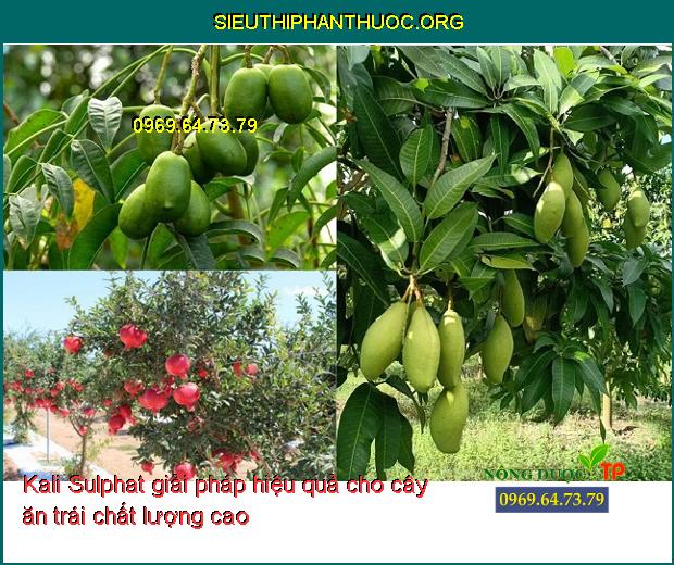 Kali Sulphat giải pháp hiệu quả cho cây ăn trái chất lượng cao