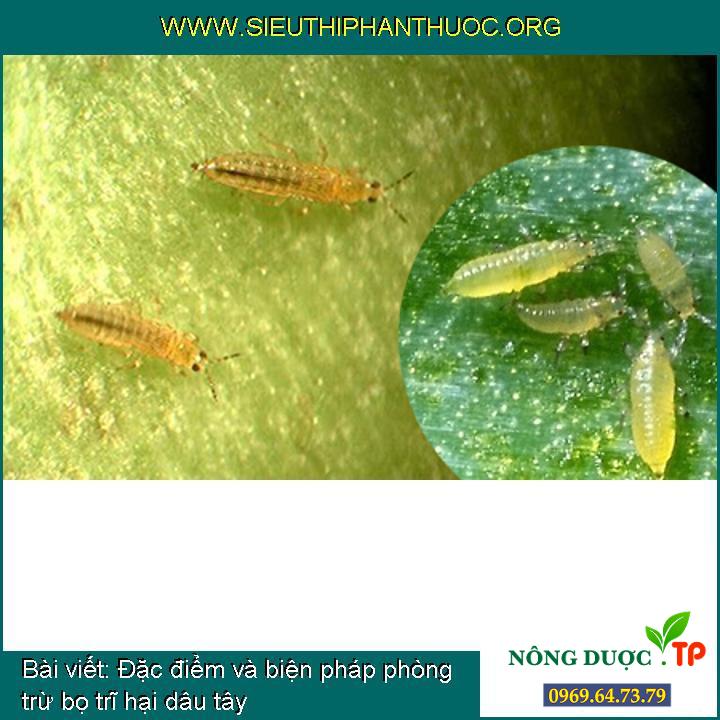 Đặc tính và giải pháp ngăn ngừa, diệt trừ bọ trĩ hại dâu tây
