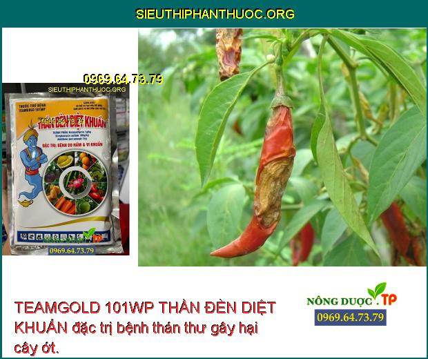 TEAMGOLD 101WP THẦN ĐÈN DIỆT KHUẨN đặc trị bệnh thán thư gây hại cây ớt.