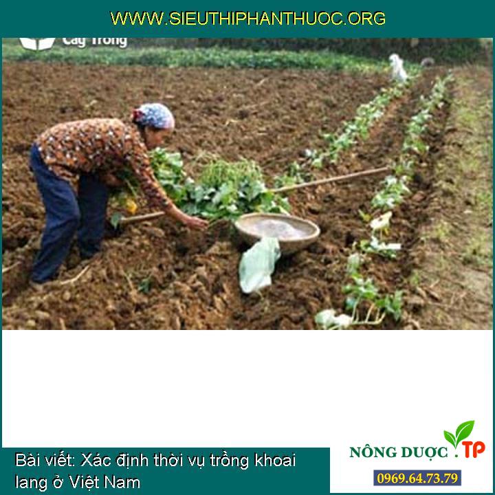 Xác định thời vụ để trồng khoai lang ở Việt Nam