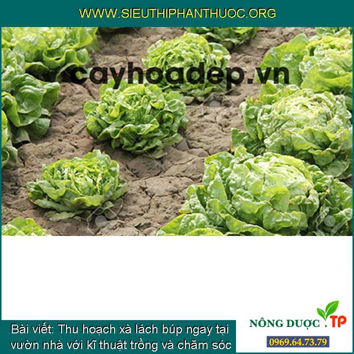 [Ad.] Thu hoạch xà lách búp ngay tại vườn nhà với kĩ thuật trồng và chăm bón cực kì giản đơn