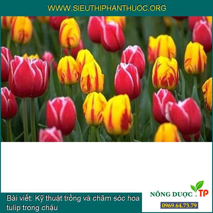 Cách trồng và chăm bón hoa tulip trong chậu