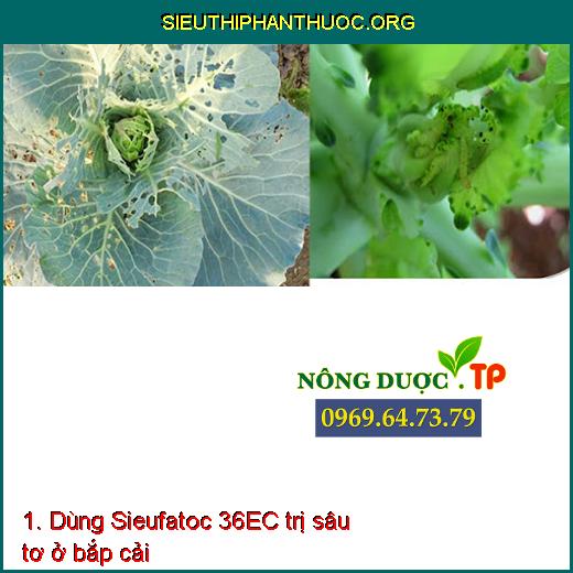 1. Dùng Sieufatoc 36EC trị sâu tơ ở bắp cải
