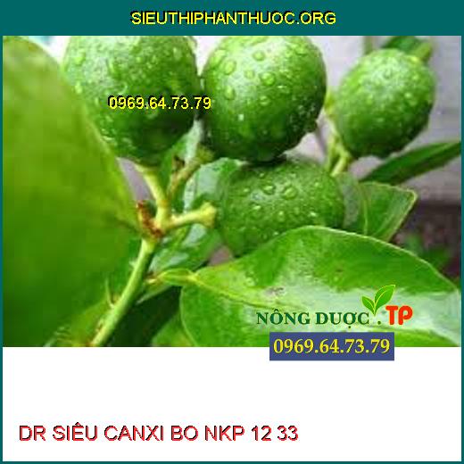 DR SIÊU CANXI BO NKP 12 33