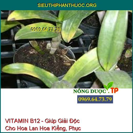 VITAMIN B12 - Giúp Giải Độc Cho Hoa Lan Hoa Kiểng, Phục Hồi Cây