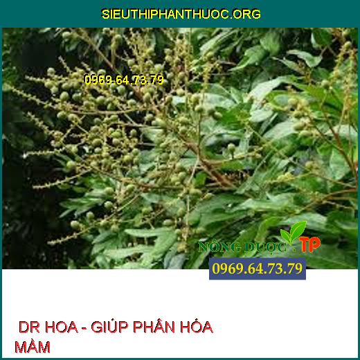  DR HOA - GIÚP PHÂN HÓA MẦM