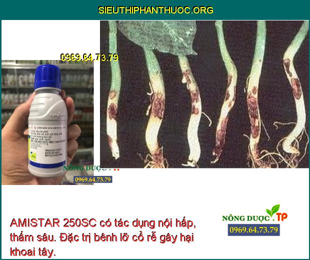 AMISTAR 250SC có tác dụng nội hấp, thấm sâu. Đặc trị bênh lỡ cổ rễ gây hại khoai tây.