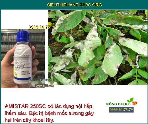 AMISTAR 250SC có tác dụng nội hấp, thấm sâu. Đặc trị bệnh mốc sương gây hại trên cây khoai tây.