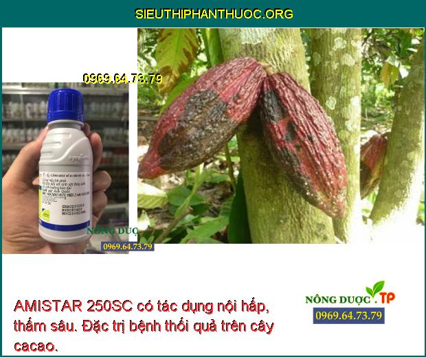 AMISTAR 250SC có tác dụng nội hấp, thấm sâu. Đặc trị bệnh thối quả trên cây cacao.