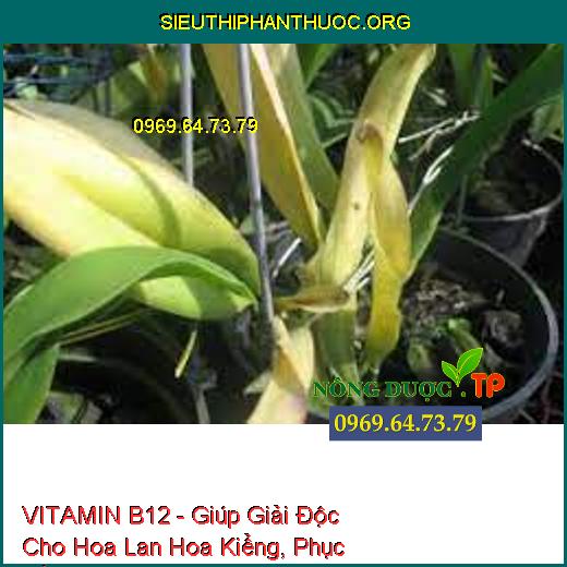 VITAMIN B12 - Giúp Giải Độc Cho Hoa Lan Hoa Kiểng, Phục Hồi Cây