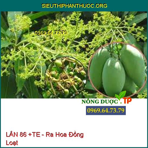 LÂN 86 +TE - Ra Hoa Đồng Loạt