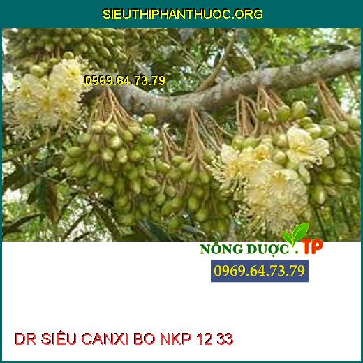 DR SIÊU CANXI BO NKP 12 33