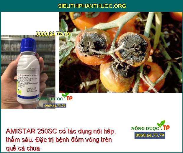 AMISTAR 250SC có tác dụng nội hấp, thấm sâu. Đặc trị bệnh đốm vòng trên quả cà chua.