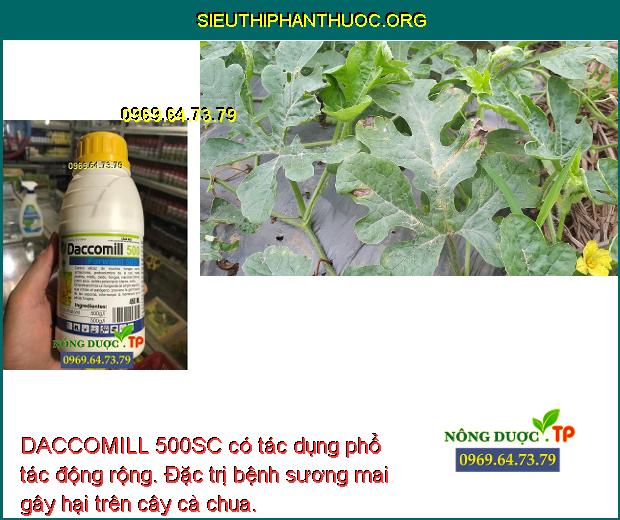 DACCOMILL 500SC có tác dụng phổ tác động rộng. Đặc trị bệnh sương mai gây hại trên cây cà chua.