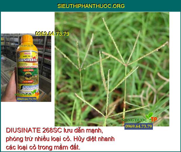 DIUSINATE 268SC lưu dẫn mạnh, phòng trừ nhiều loại cỏ. Hủy diệt nhanh các loại cỏ trong mầm đất.