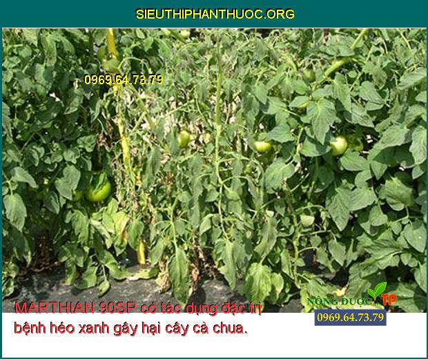 MARTHIAN 90SP có tác dụng đặc trị bệnh héo xanh gây hại cây cà chua.