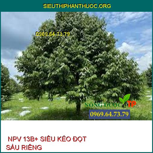  NPV 13B+ SIÊU KÉO ĐỌT SẦU RIÊNG