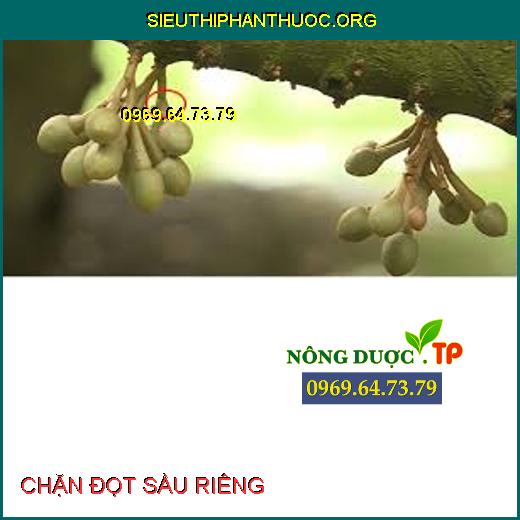 CHẶN ĐỌT SẦU RIÊNG