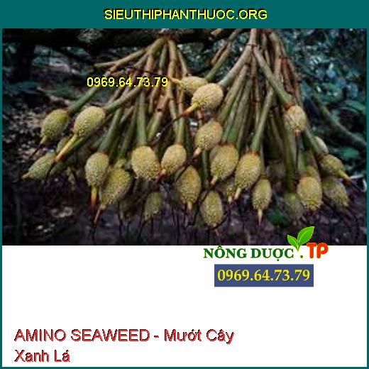 AMINO SEAWEED - Mướt Cây Xanh Lá