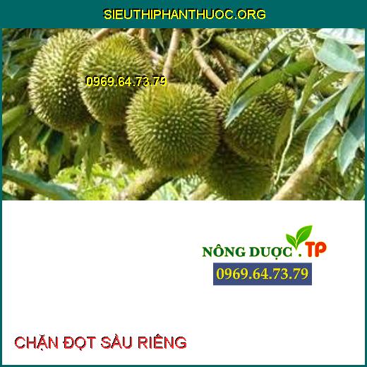 CHẶN ĐỌT SẦU RIÊNG