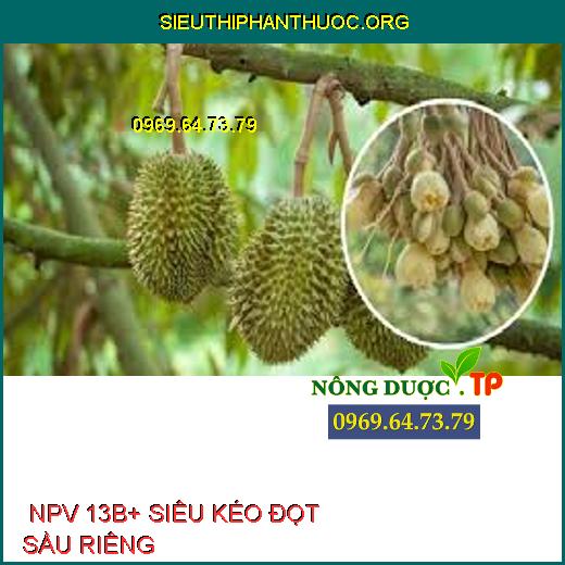  NPV 13B+ SIÊU KÉO ĐỌT SẦU RIÊNG