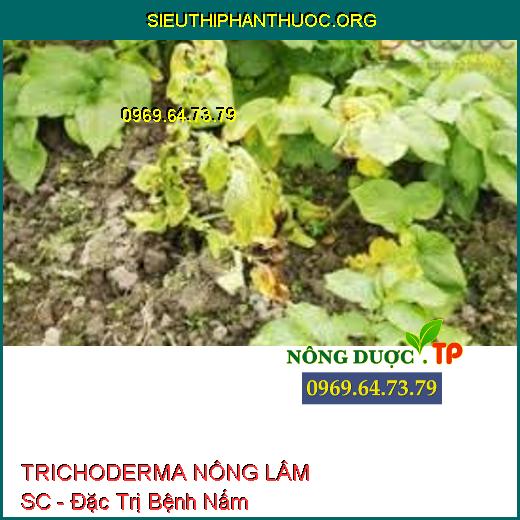 TRICHODERMA NÔNG LÂM SC - Đặc Trị Bệnh Nấm 