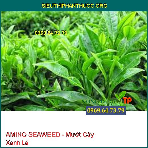 AMINO SEAWEED - Mướt Cây Xanh Lá