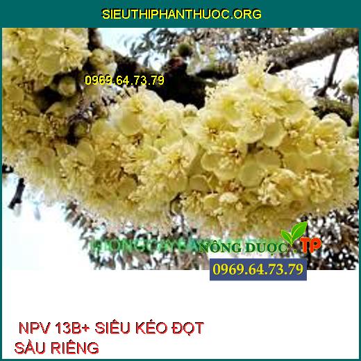  NPV 13B+ SIÊU KÉO ĐỌT SẦU RIÊNG