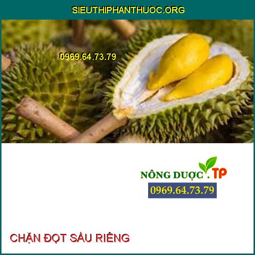 CHẶN ĐỌT SẦU RIÊNG