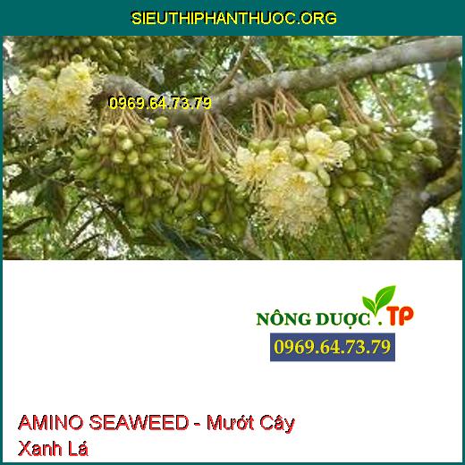 AMINO SEAWEED - Mướt Cây Xanh Lá