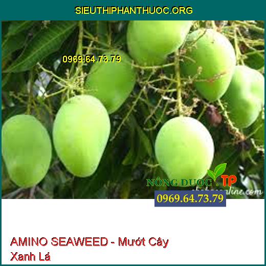 AMINO SEAWEED - Mướt Cây Xanh Lá